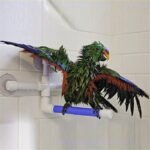 Parrot bath shower stand - Image 6
