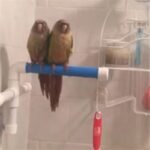 Parrot bath shower stand - Image 2
