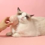Dog Cat Bath Brush Pet Massage Brush Shampoo Dispenser Soft Silicone Brush Rubber Bristle For Dogs And Cats Shower Grooming - Image 3